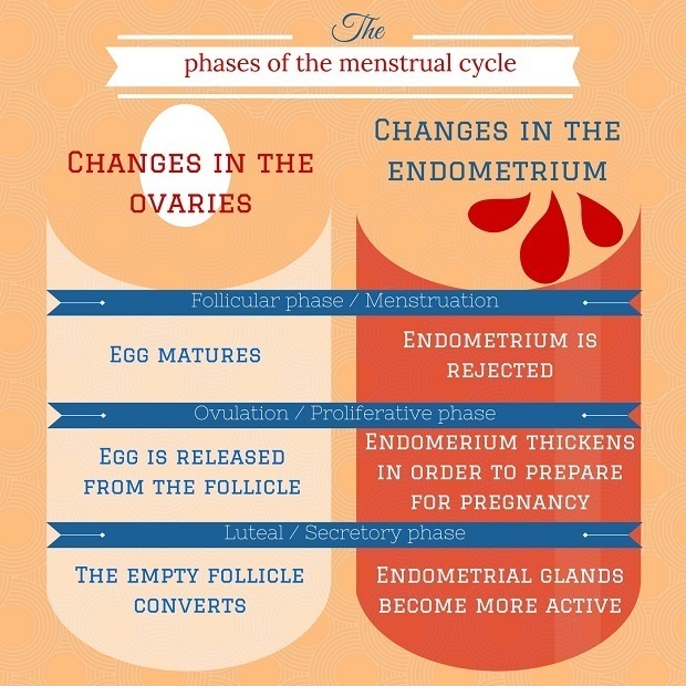3 phases of ovulation