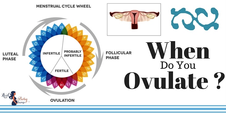 When Do You Ovulate