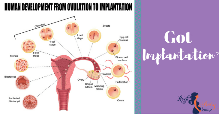 got implantation