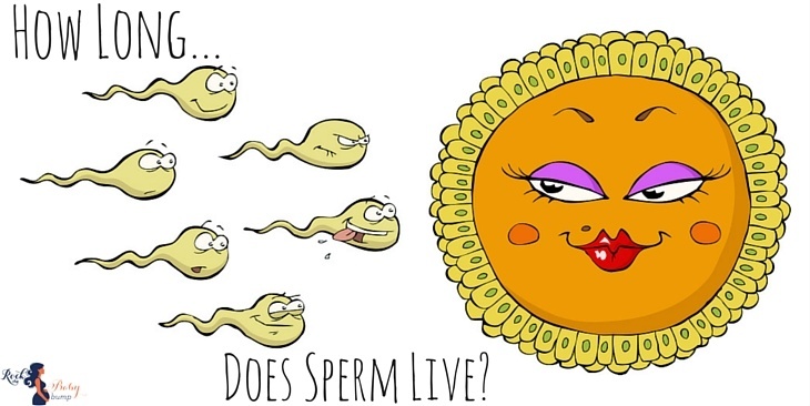 How long do sperms live